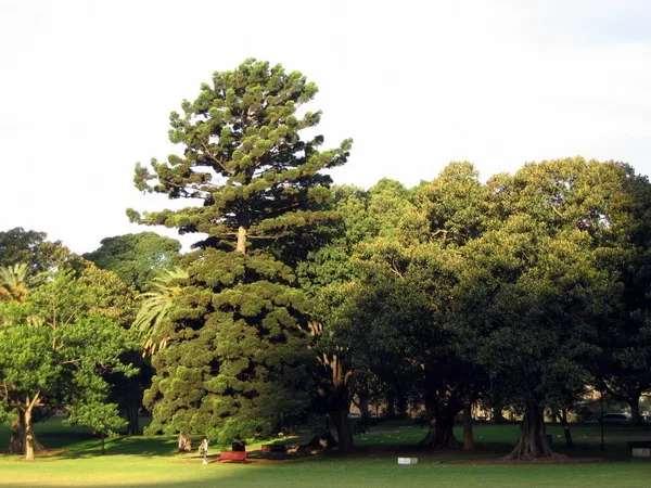 Королевский ботанический сад (Royal Botanic Gardens Sydney) Путешествие в Австралию с детьми. Королевский ботанический сад