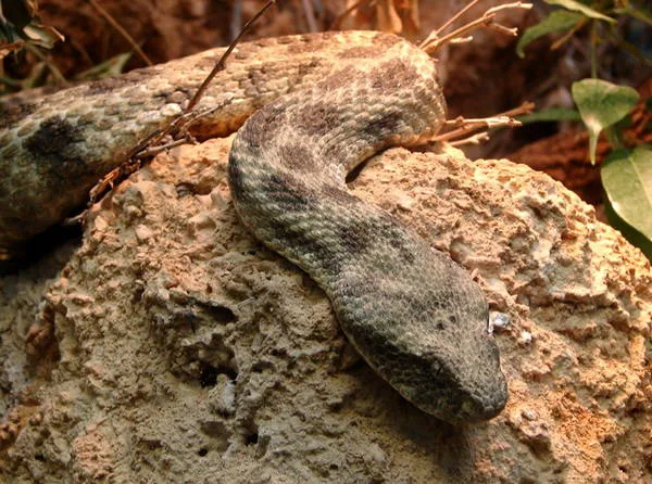 Reptile House зоопарк лондон