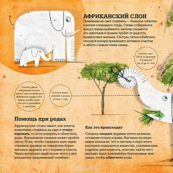 Животные врачи 3