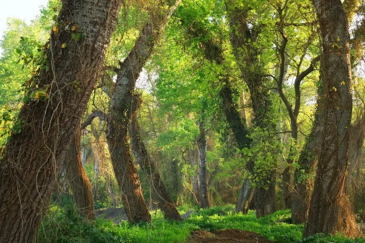 Самурский лес